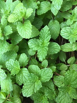 mint-leaf-1163852__340.jpg