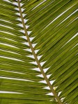 palm-1029010__340