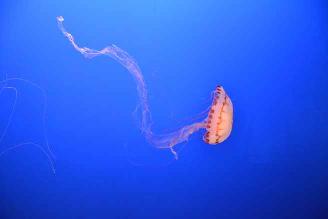 jellyfish aquarium sealife sea